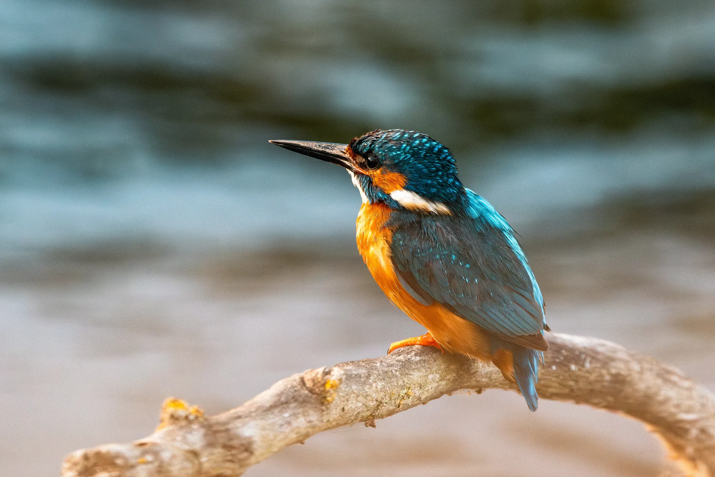 A kingfisher perched in profile on a bare branch above water, sunlight catching its orange breast and electric blue back.