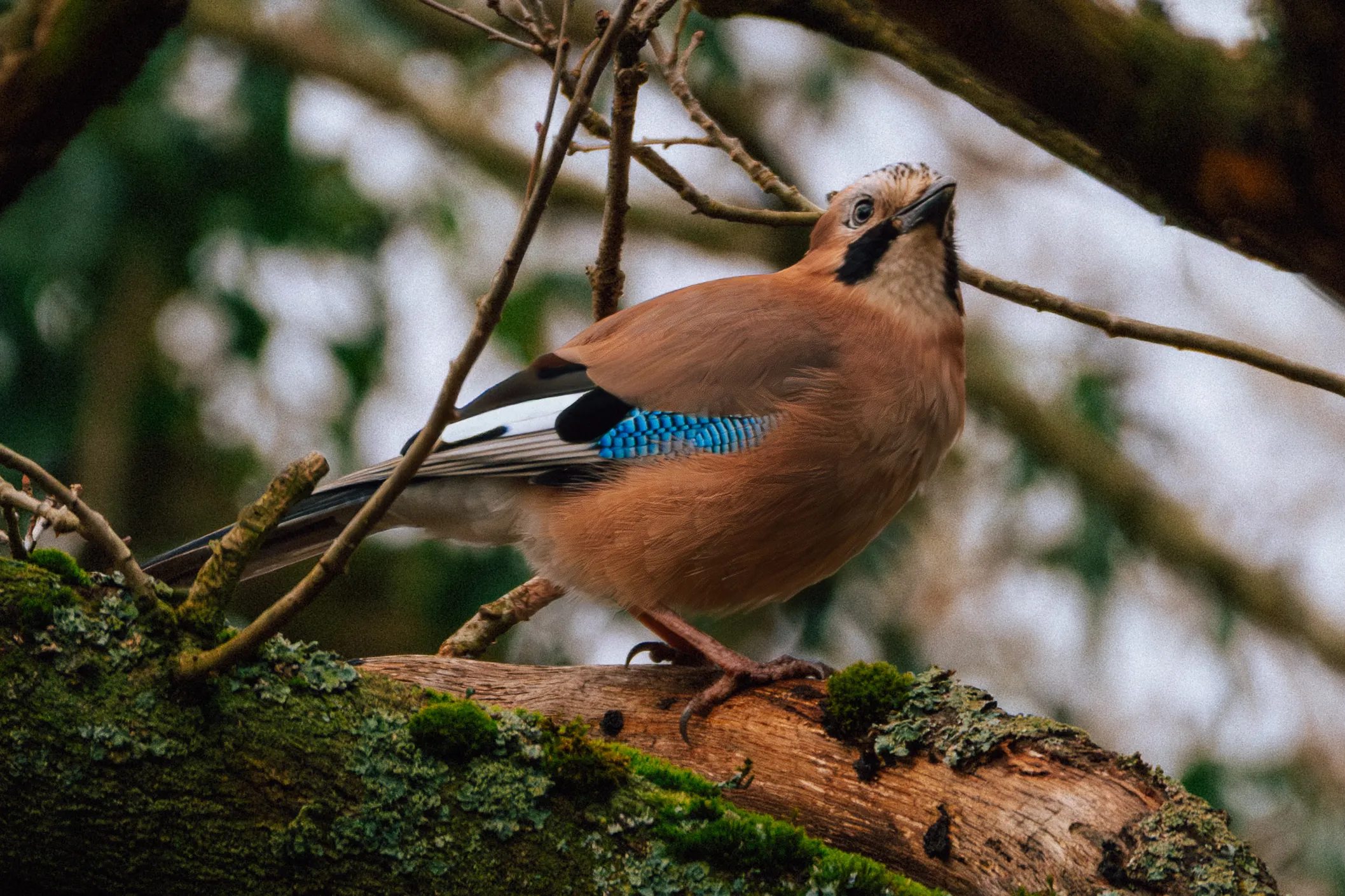 A jay perched on a mossy log, its blue wing feathers catching the light.