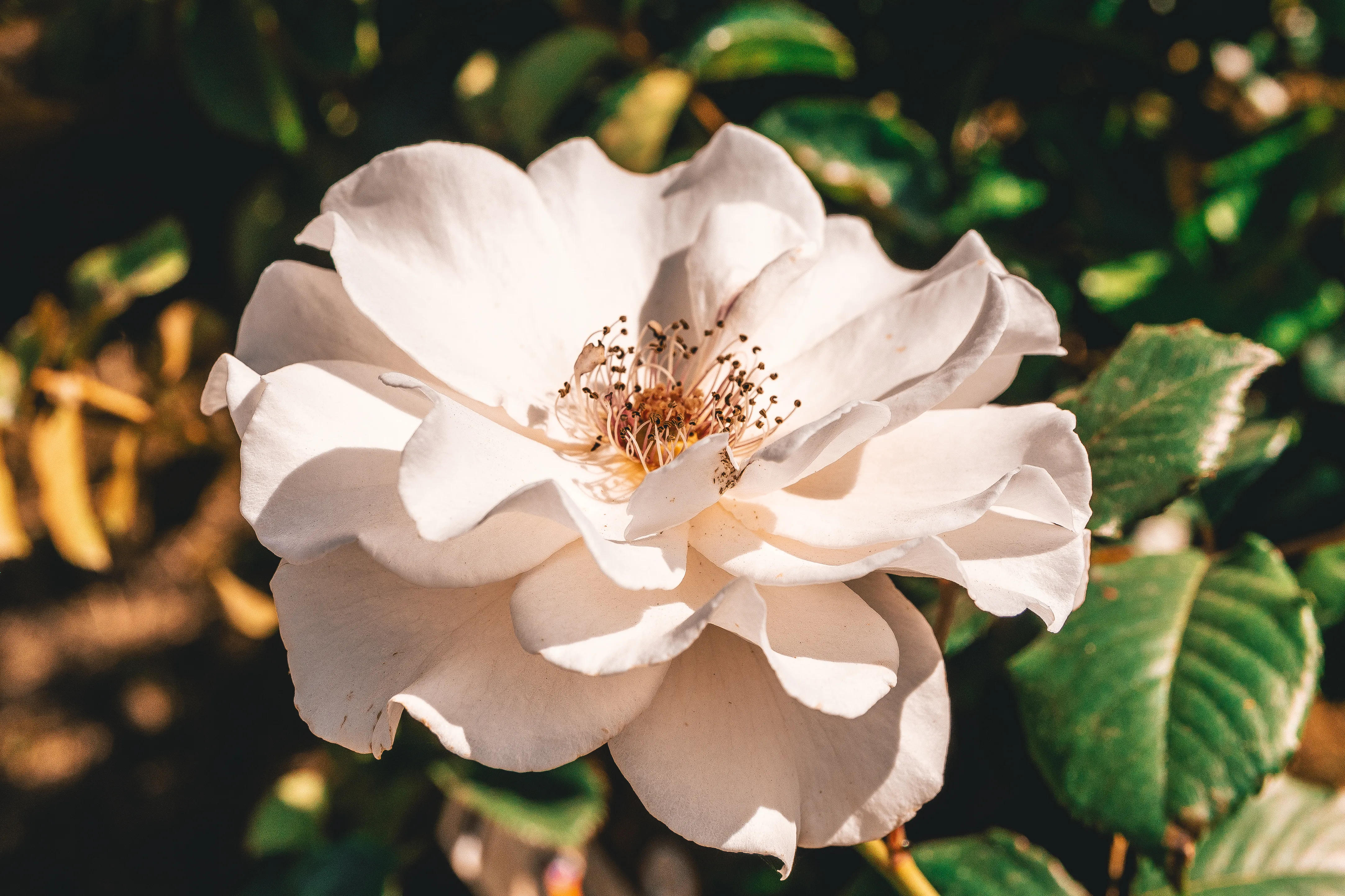 A white rose in full bloom, lit by low sunshine against dark leaves.