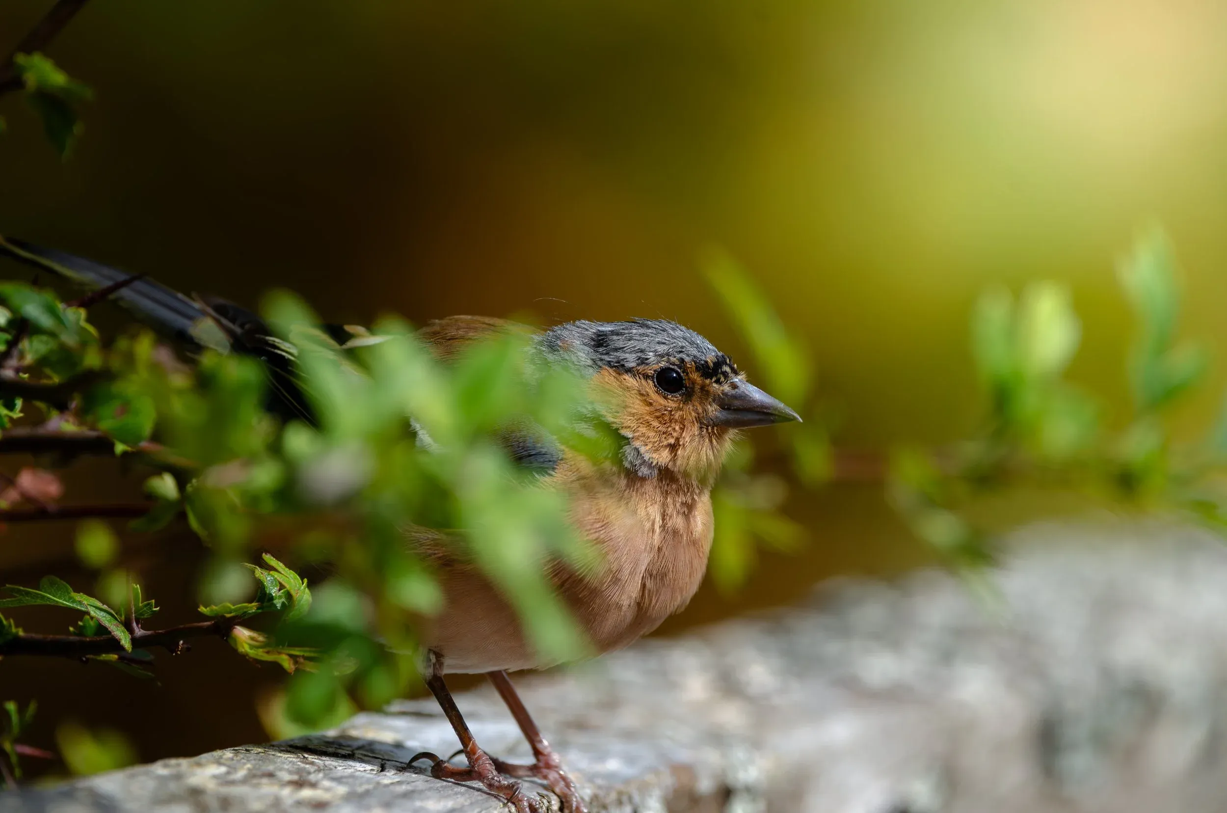 A chaffinch peering through young green leaves on a lichened branch.