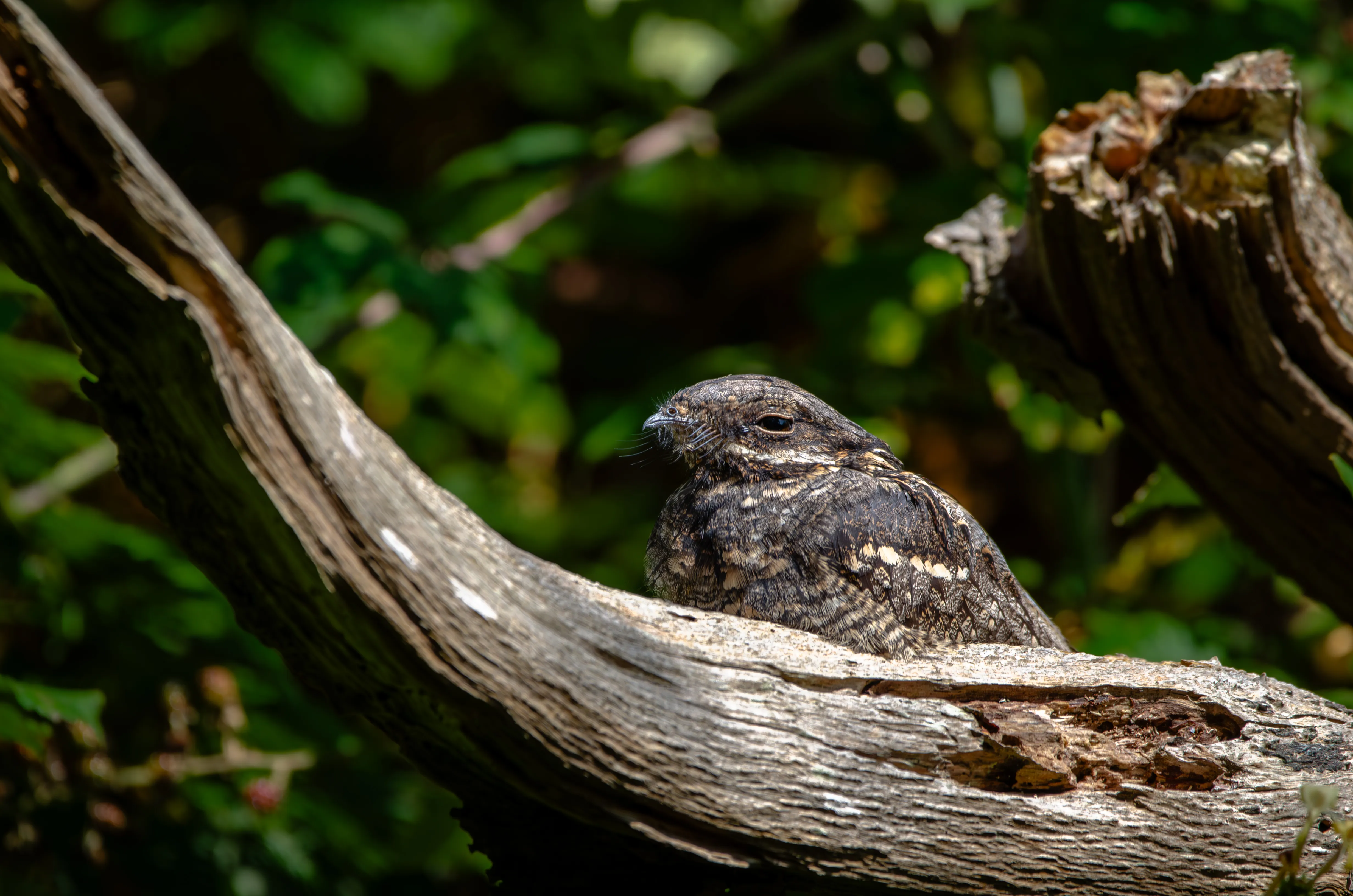 A nightjar resting motionless along a dead branch, camouflaged against the bark.