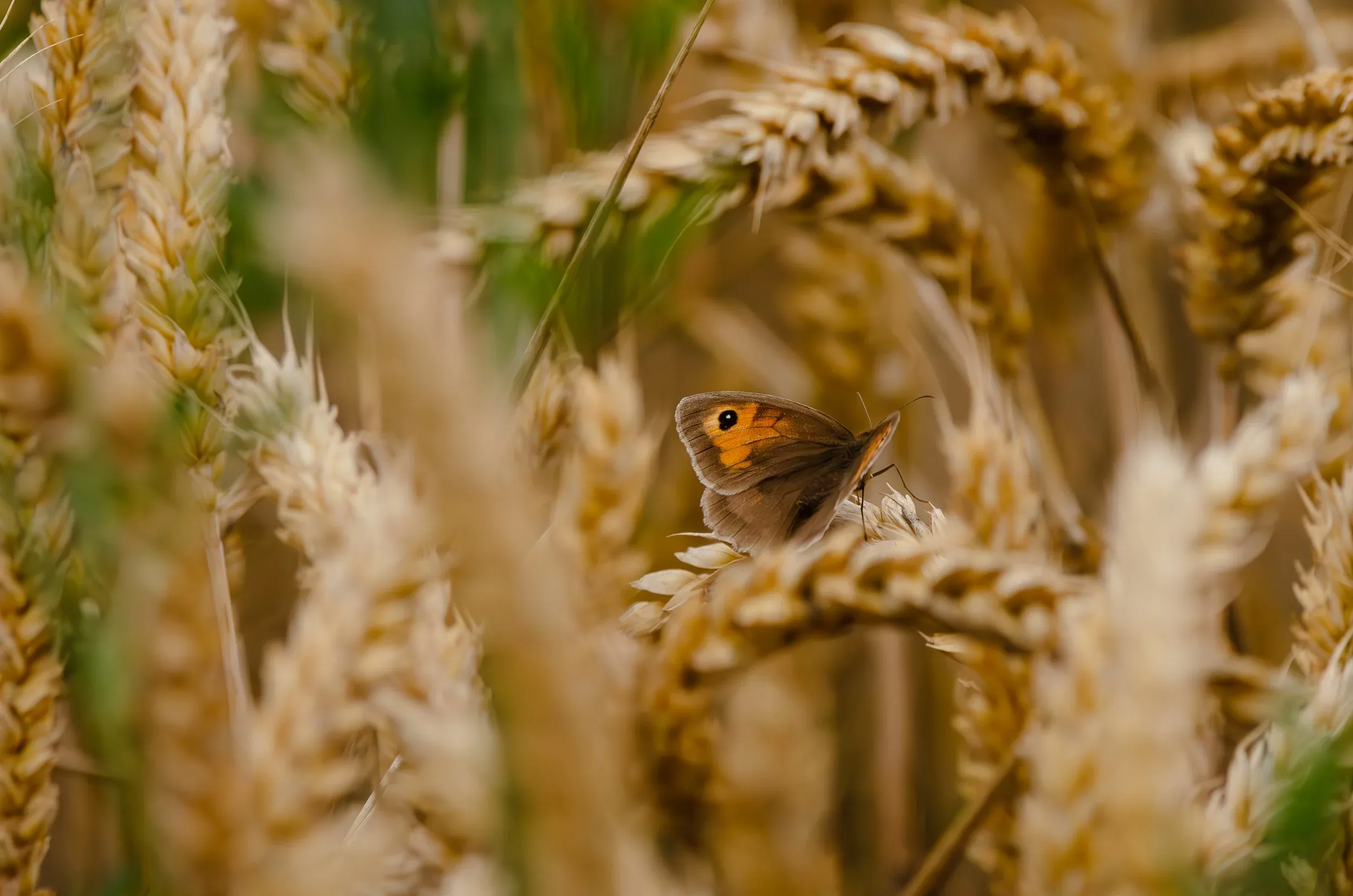 A gatekeeper butterfly resting on an ear of wheat in golden evening light.