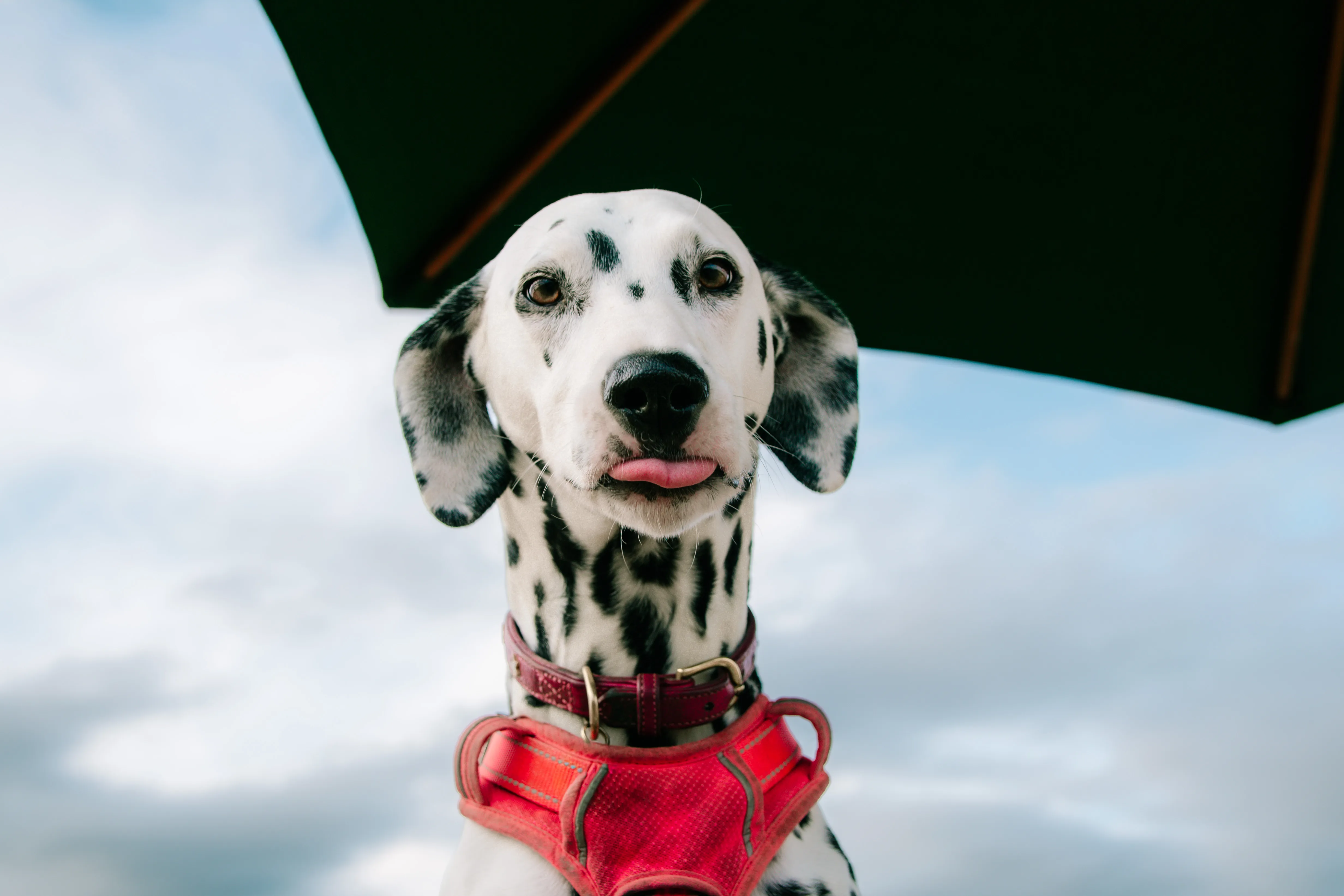 A dalmatian in a red harness sitting under a parasol, tongue out, looking straight down the lens.