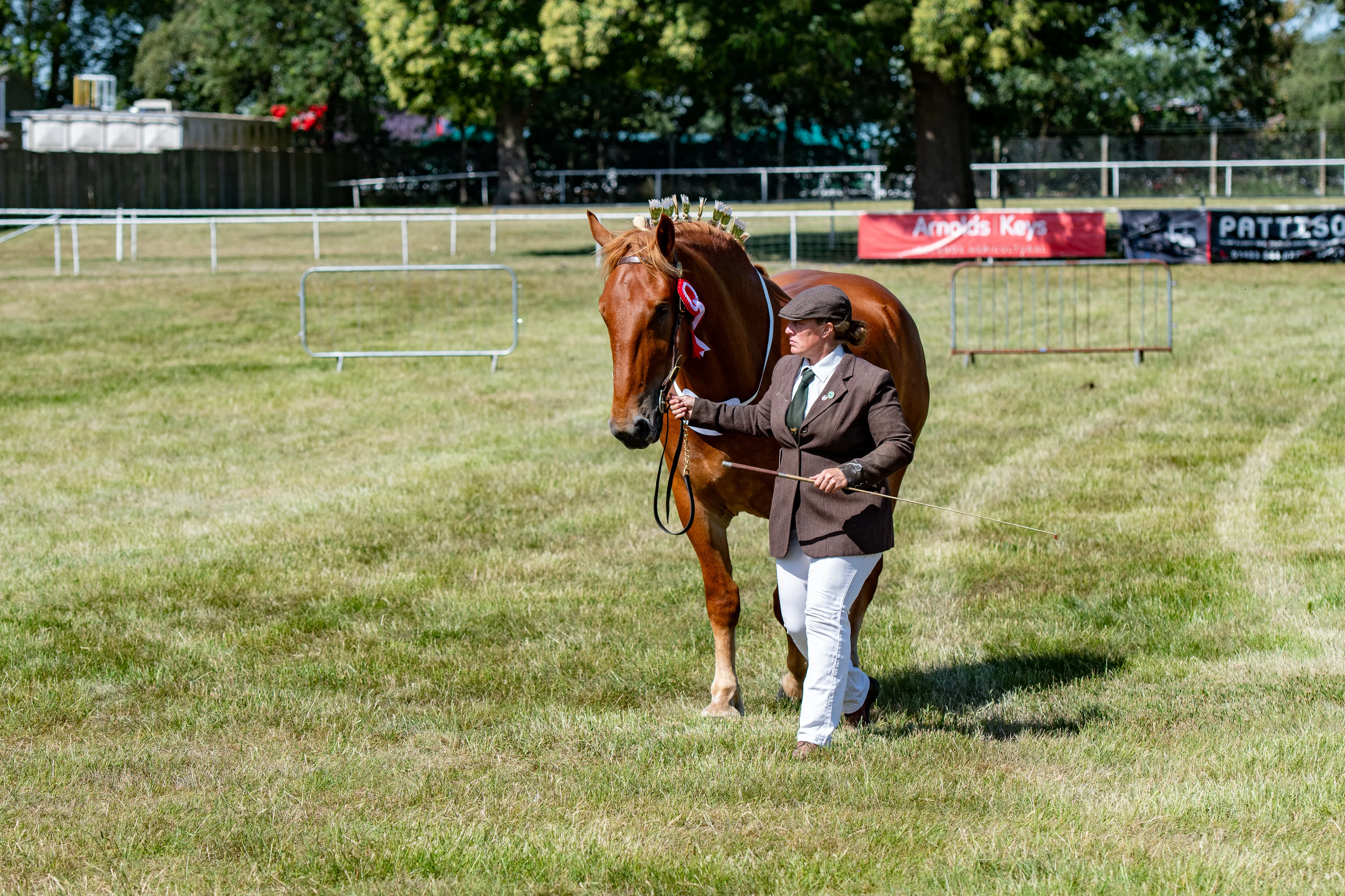 A handler leading a heavy horse across the show ring in bright sun.