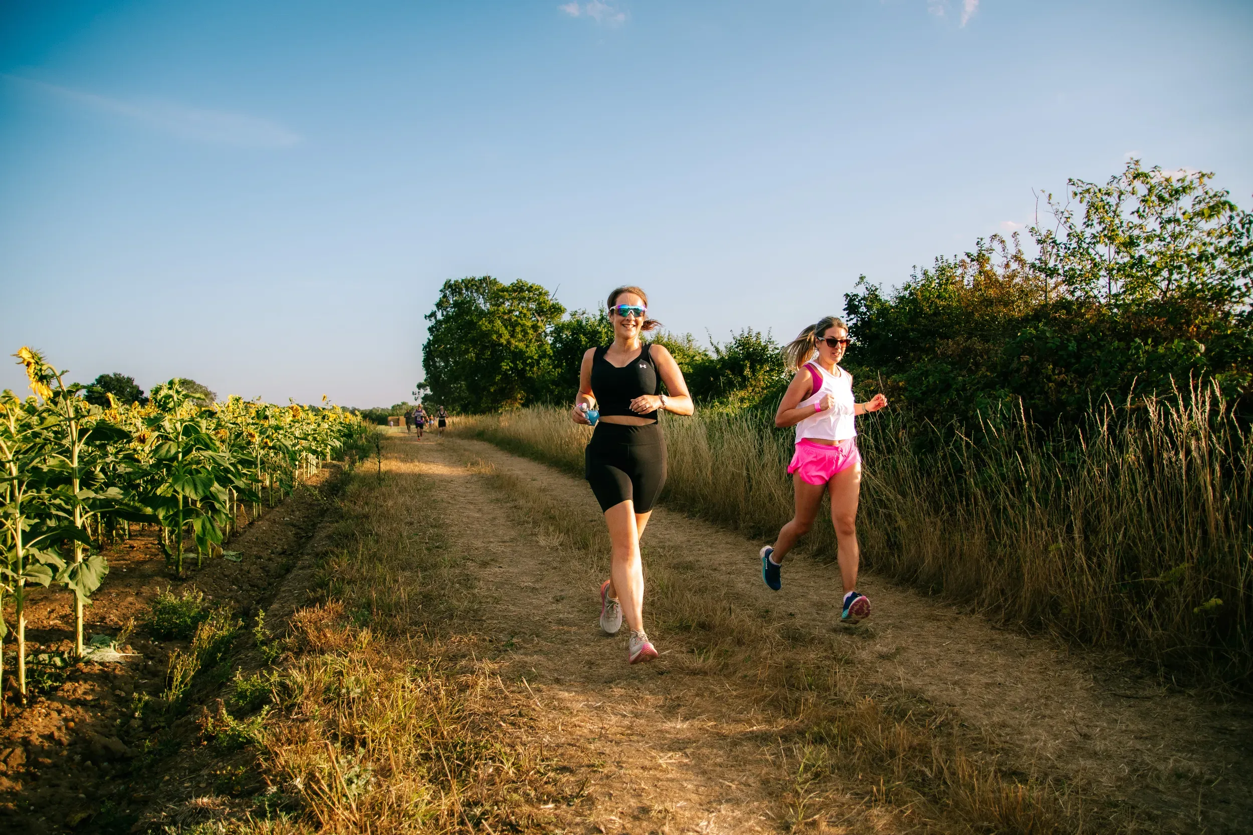 Two runners coming up a farm track beside a field of young sunflowers in evening light.