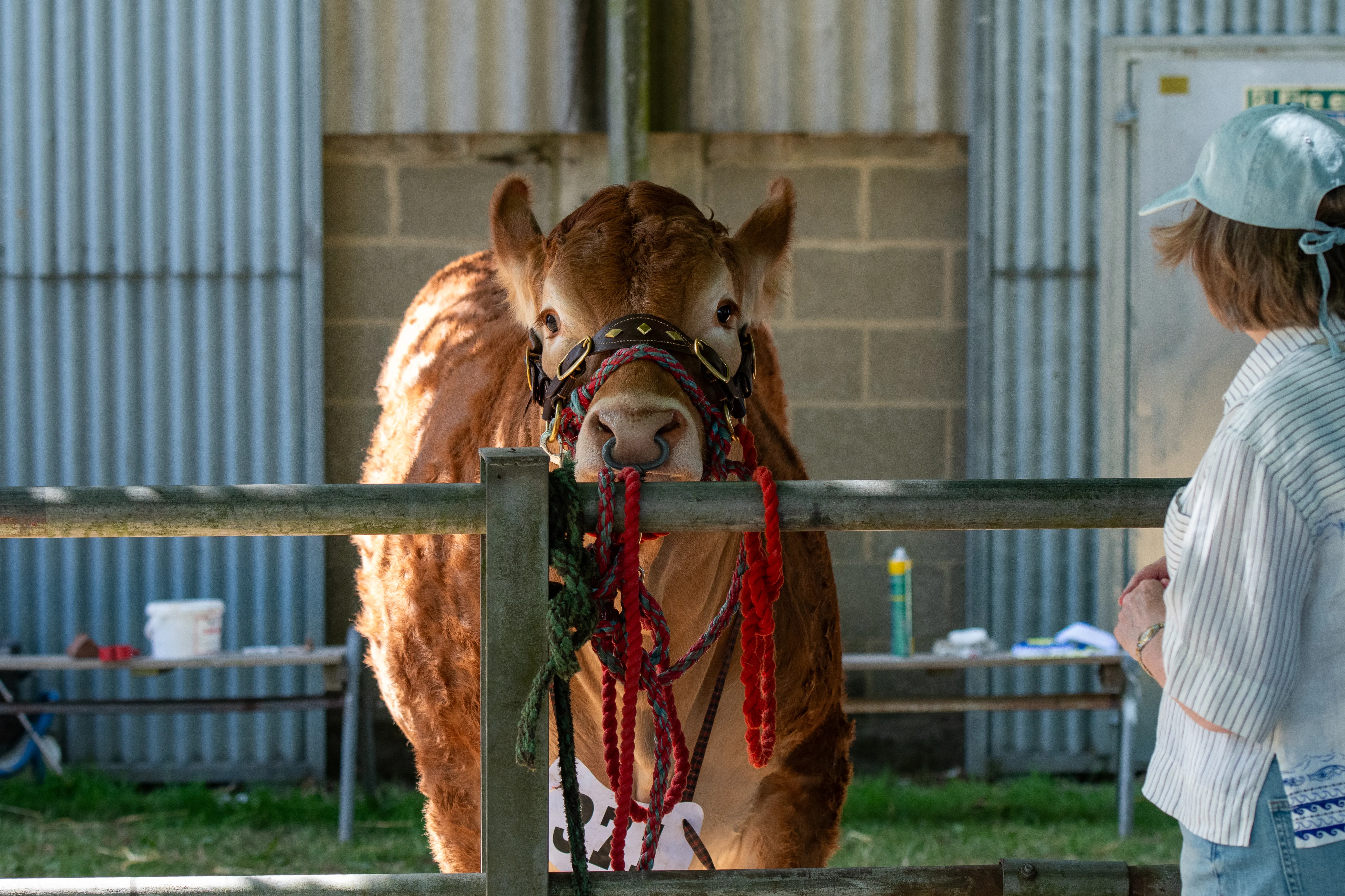 A prize bull in a red show halter waiting outside the cattle sheds beside its handler.