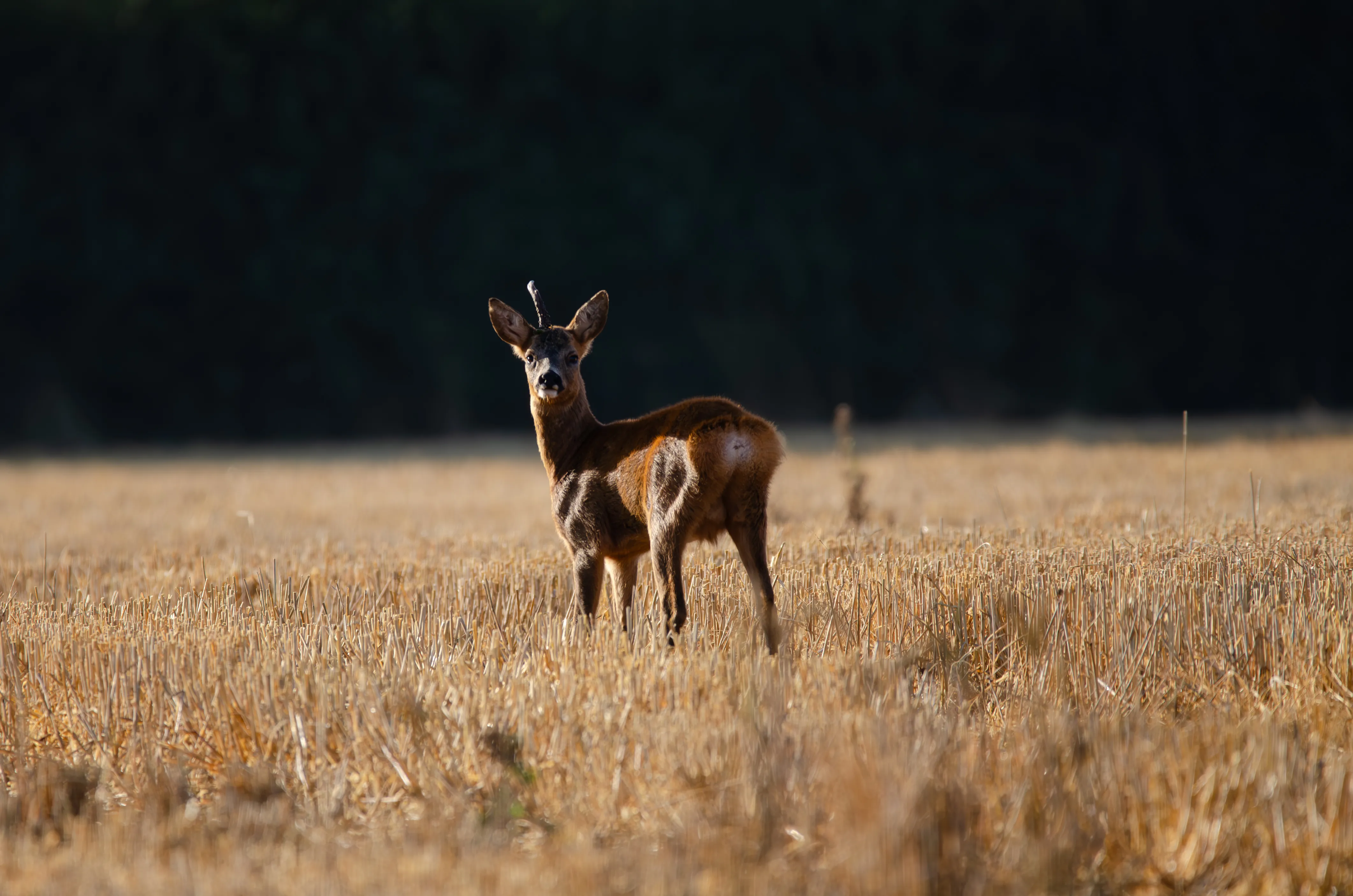 A young roe deer standing in a stubble field, looking back over its shoulder.