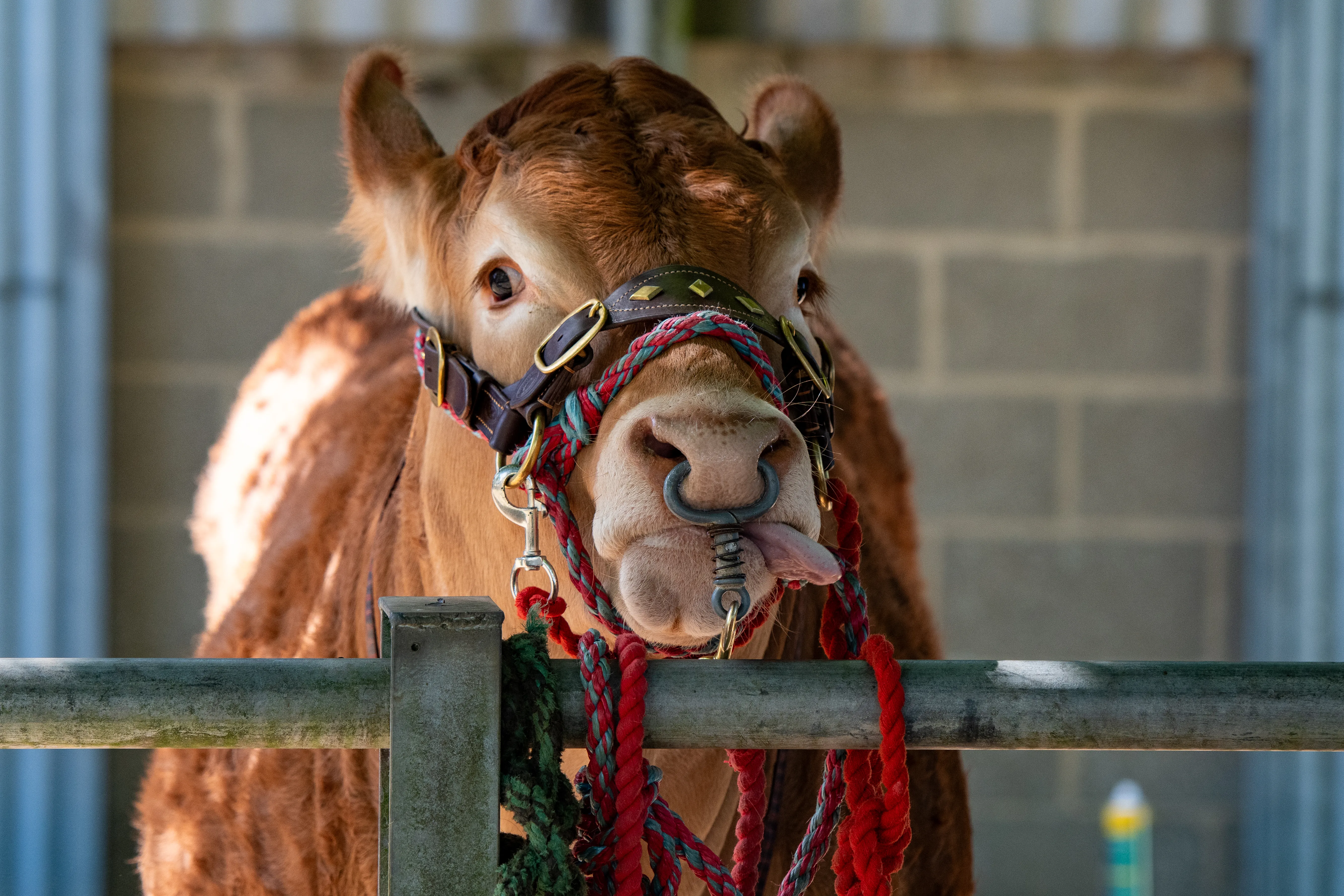 A curly-coated bull leaning over a gate, nose raised in a comic expression.