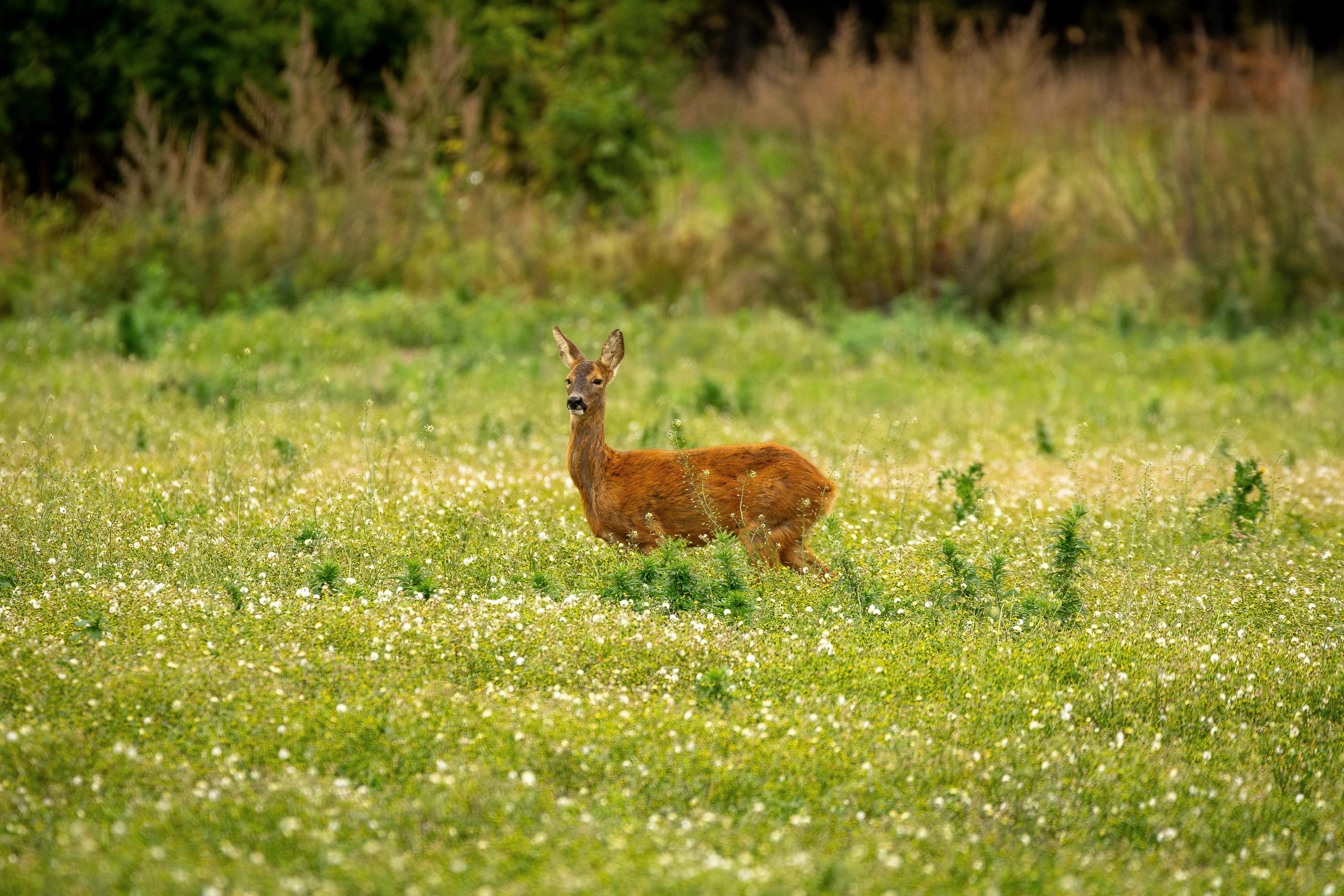 A roe deer picking its way through a flowering summer meadow.
