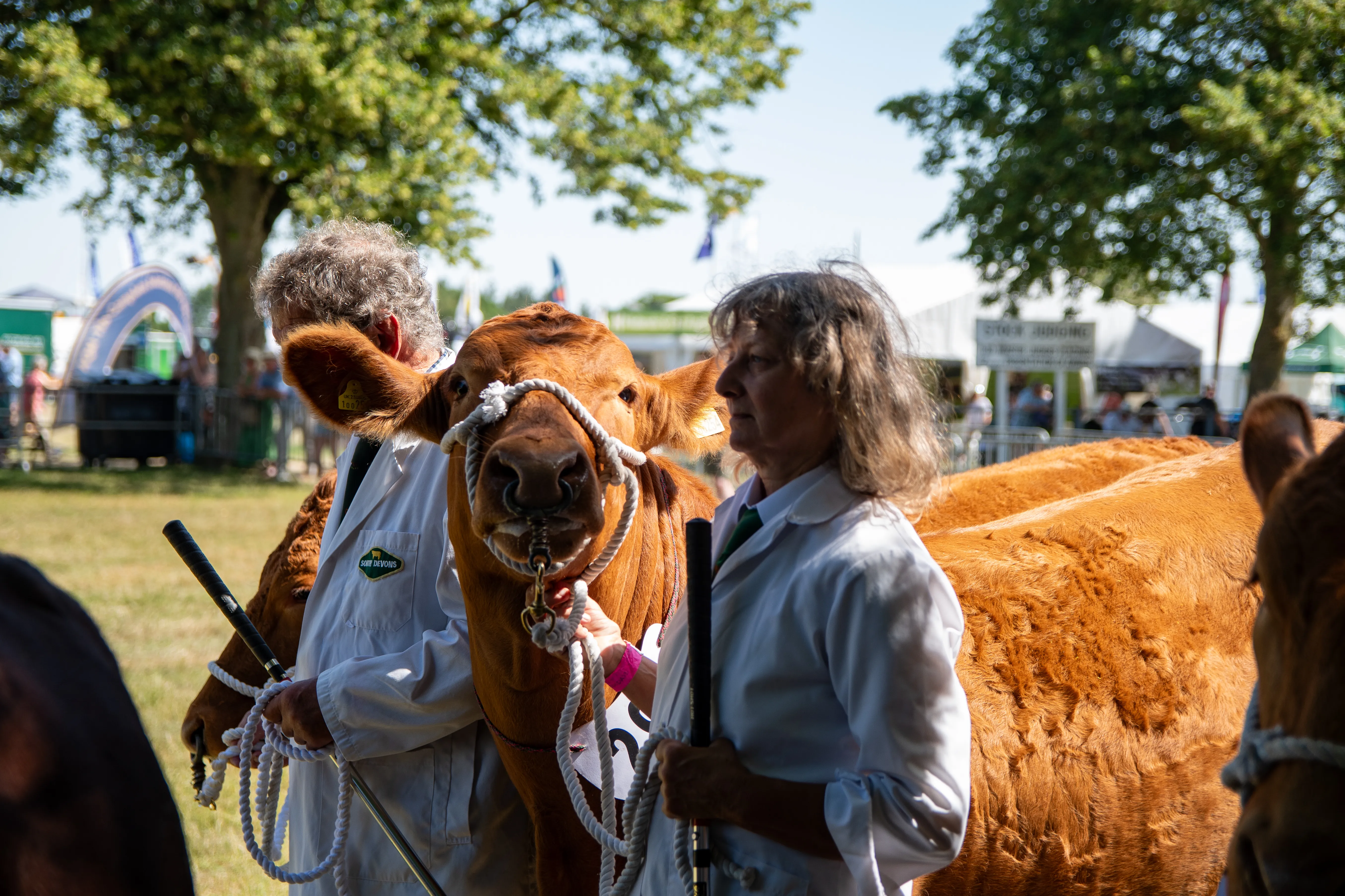 Handlers in white coats lining up their cattle before judging.