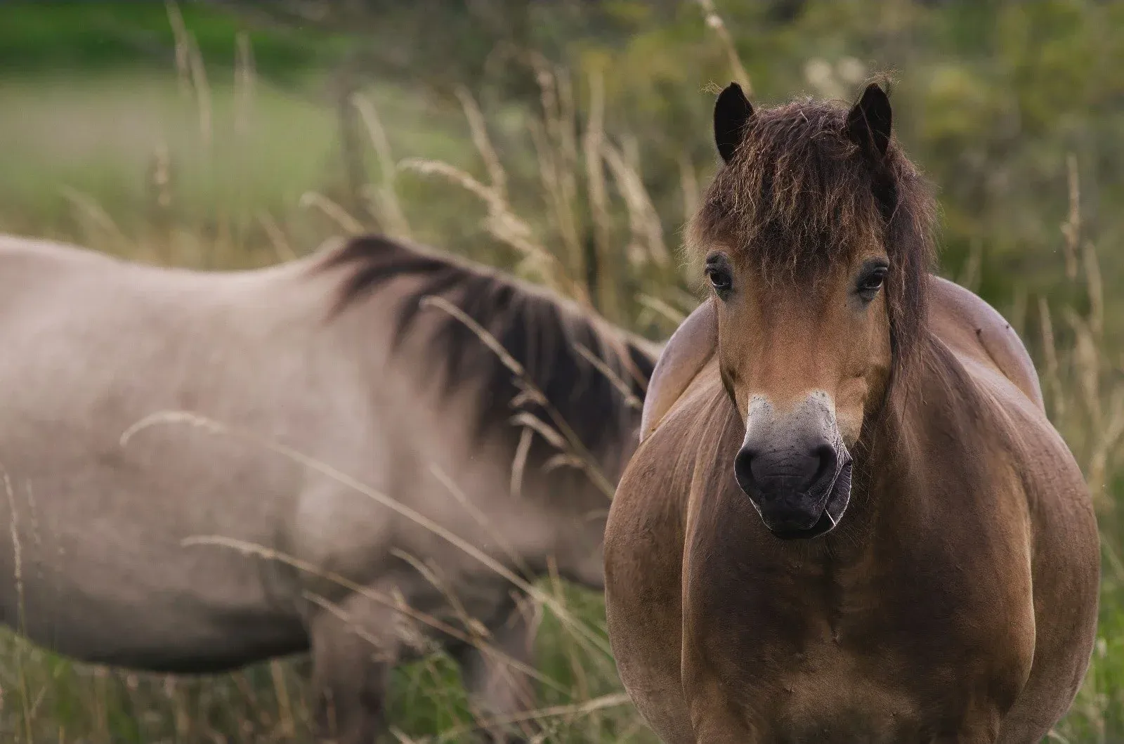 Two ponies in rough grassland, the nearest looking straight down the lens.