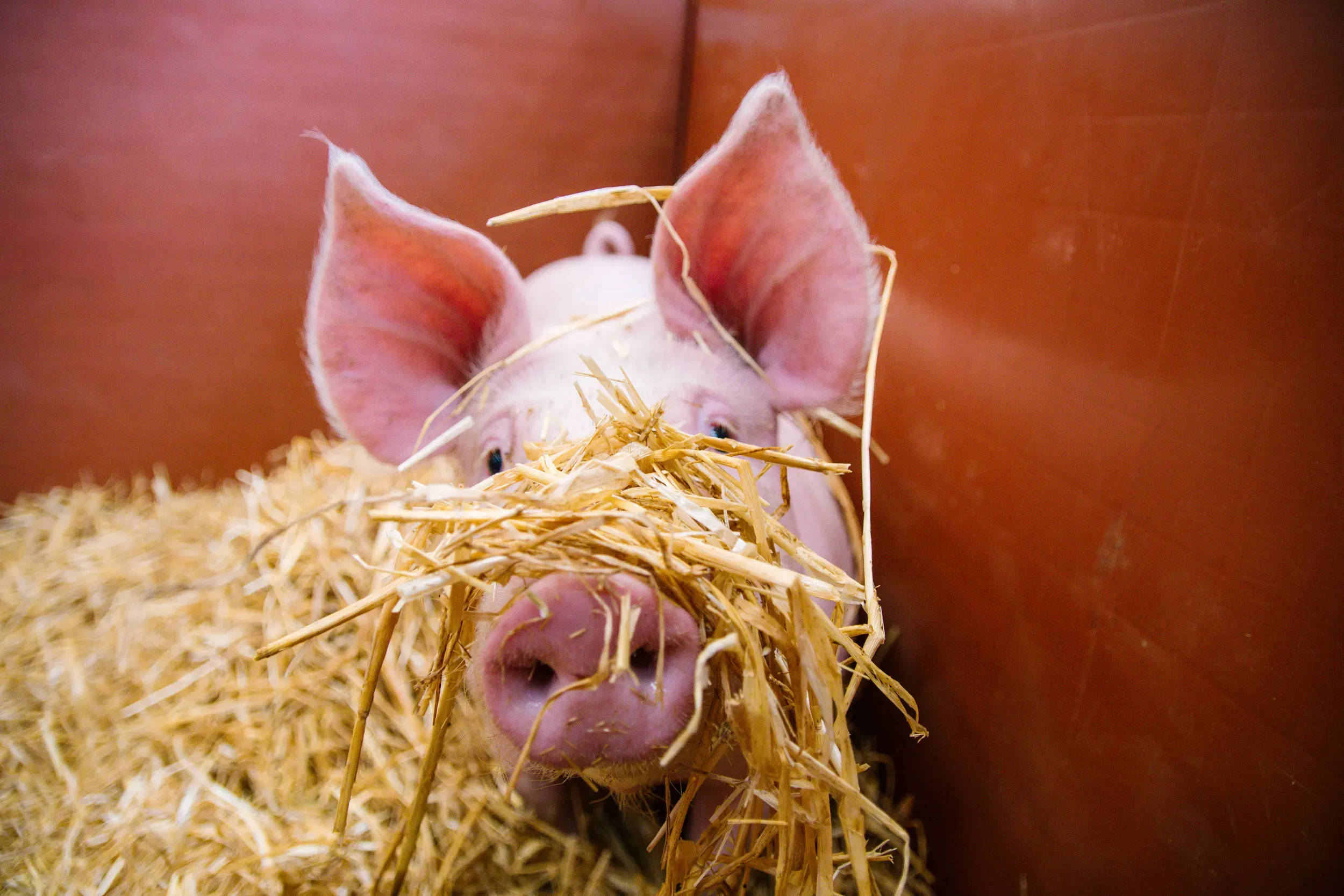 A pig nestled in straw at an agricultural show, ears forward and snout raised.