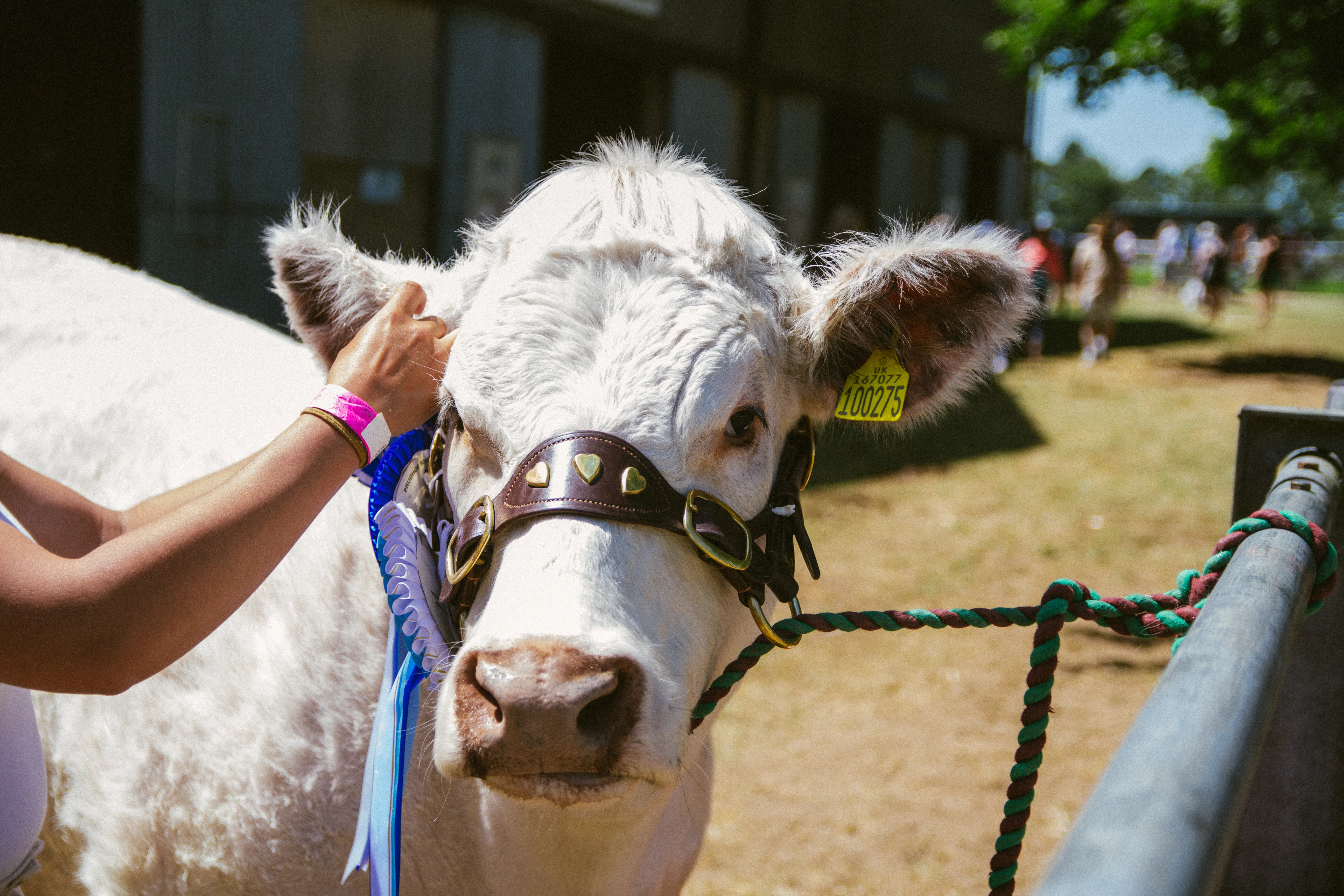 A visitor reaching over to pat a white show cow at the rails.
