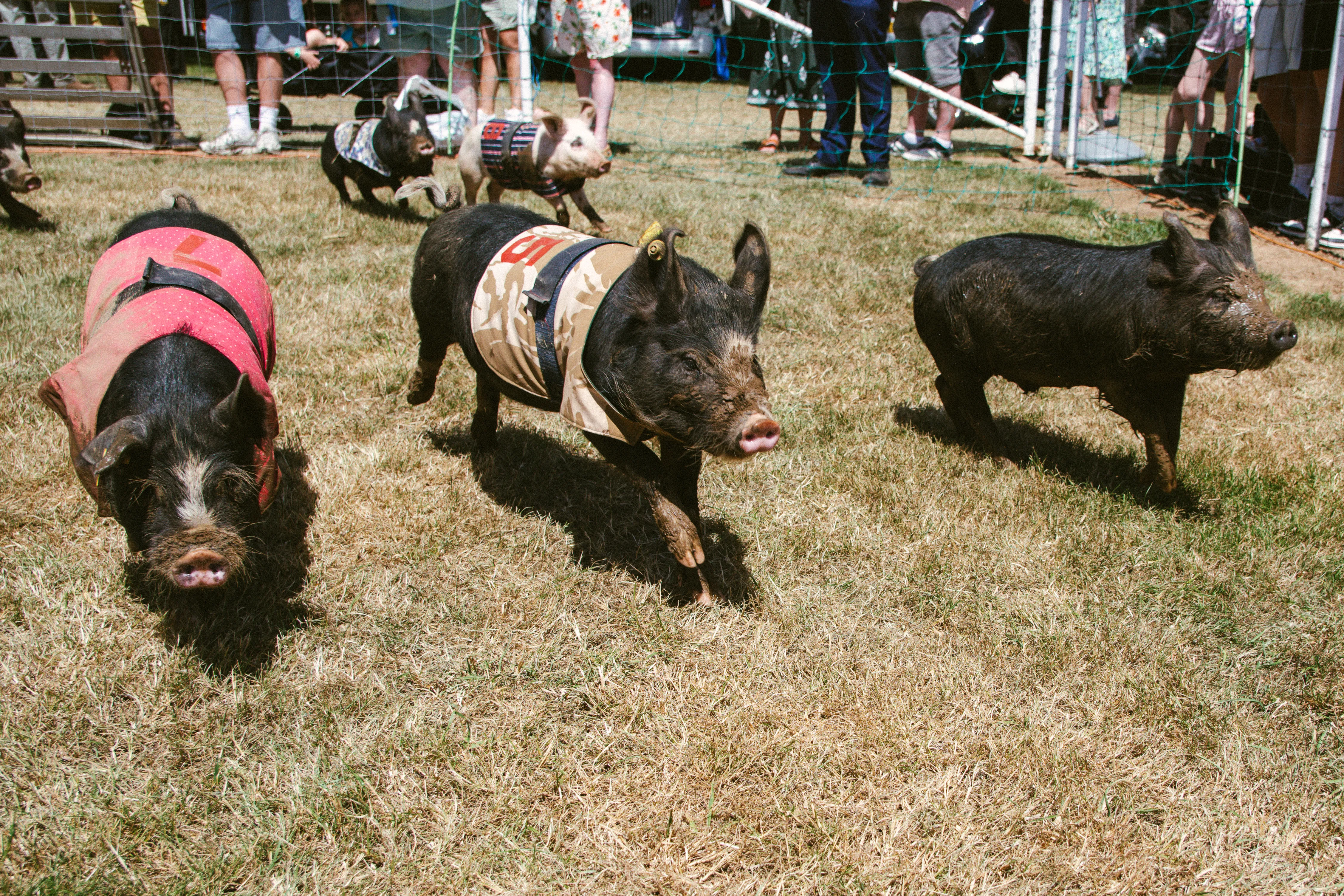 Pigs in racing colours sprinting across the grass mid-race.