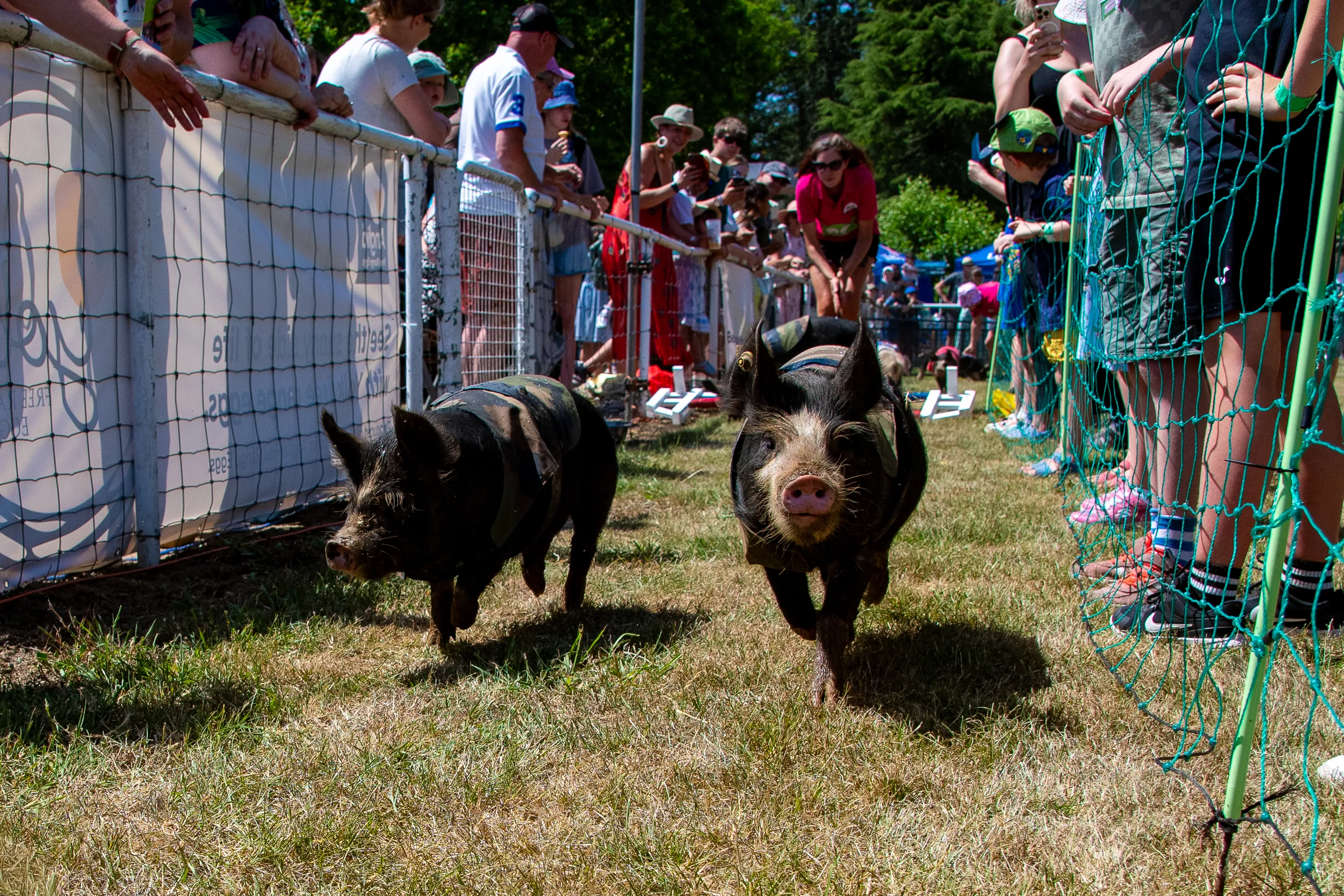 Two pigs racing along the netting as the crowd cheers them on.