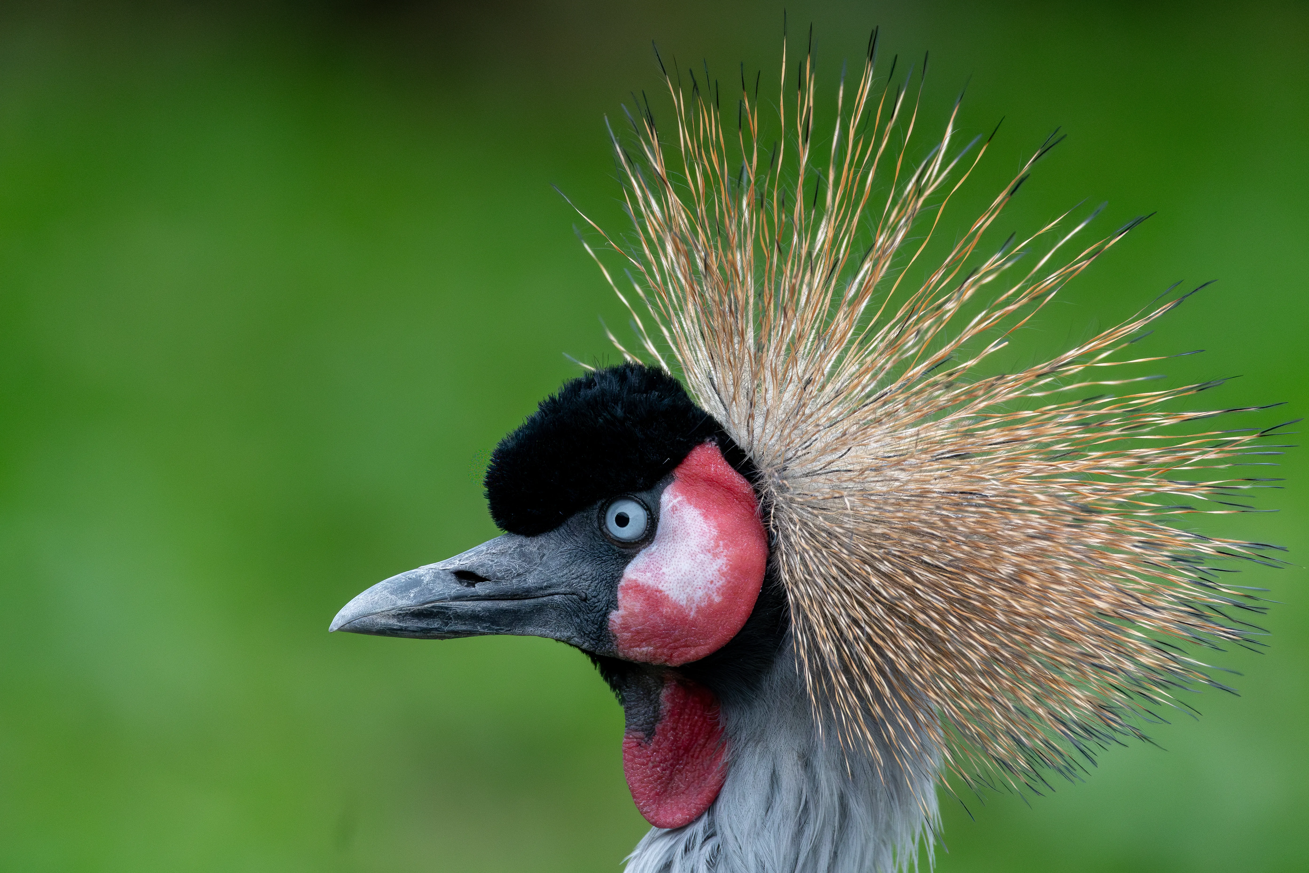 Close portrait of a grey crowned crane, its golden crest fanned out against a green background.