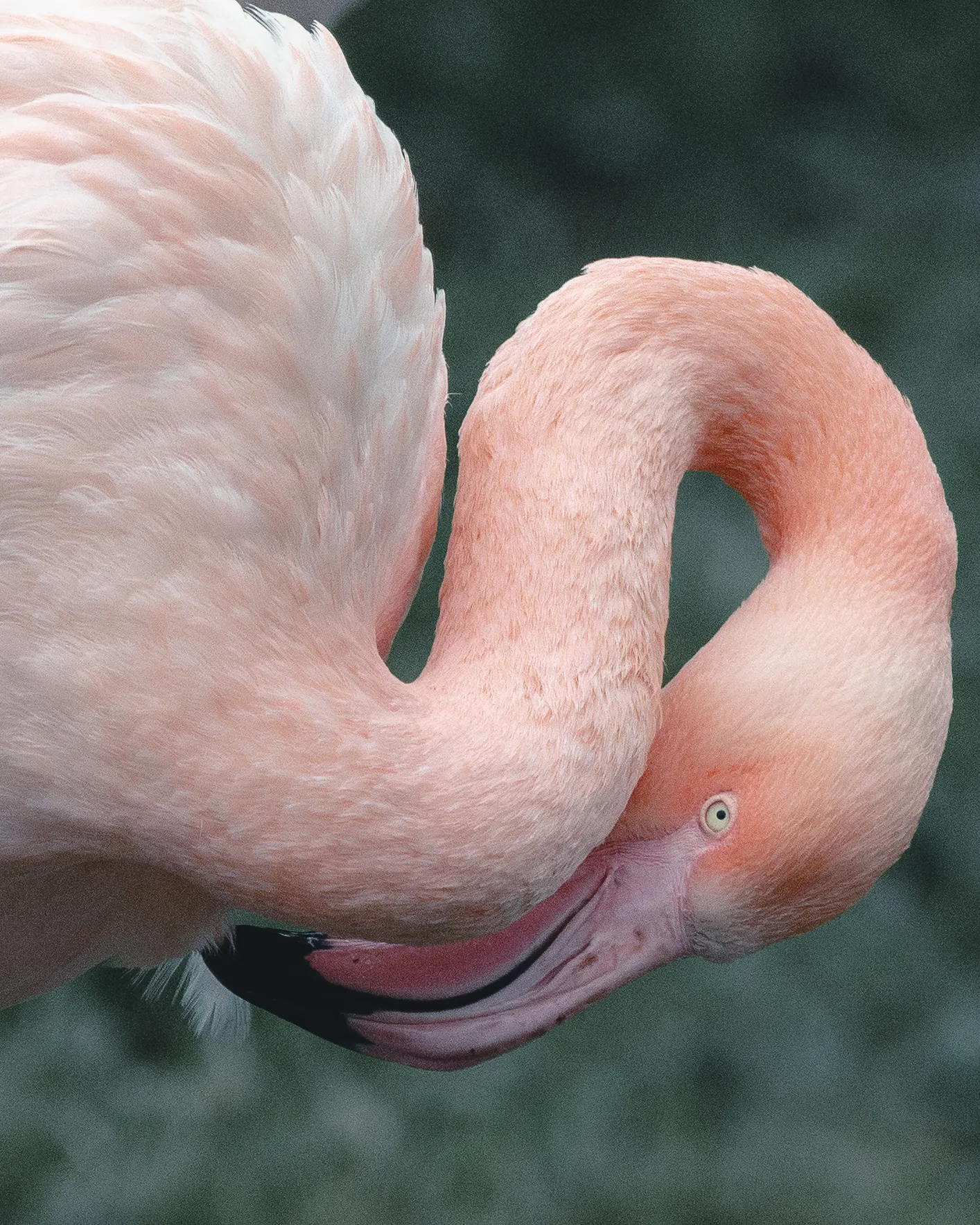 A flamingo curving its neck back to preen, its pink plumage filling the frame.