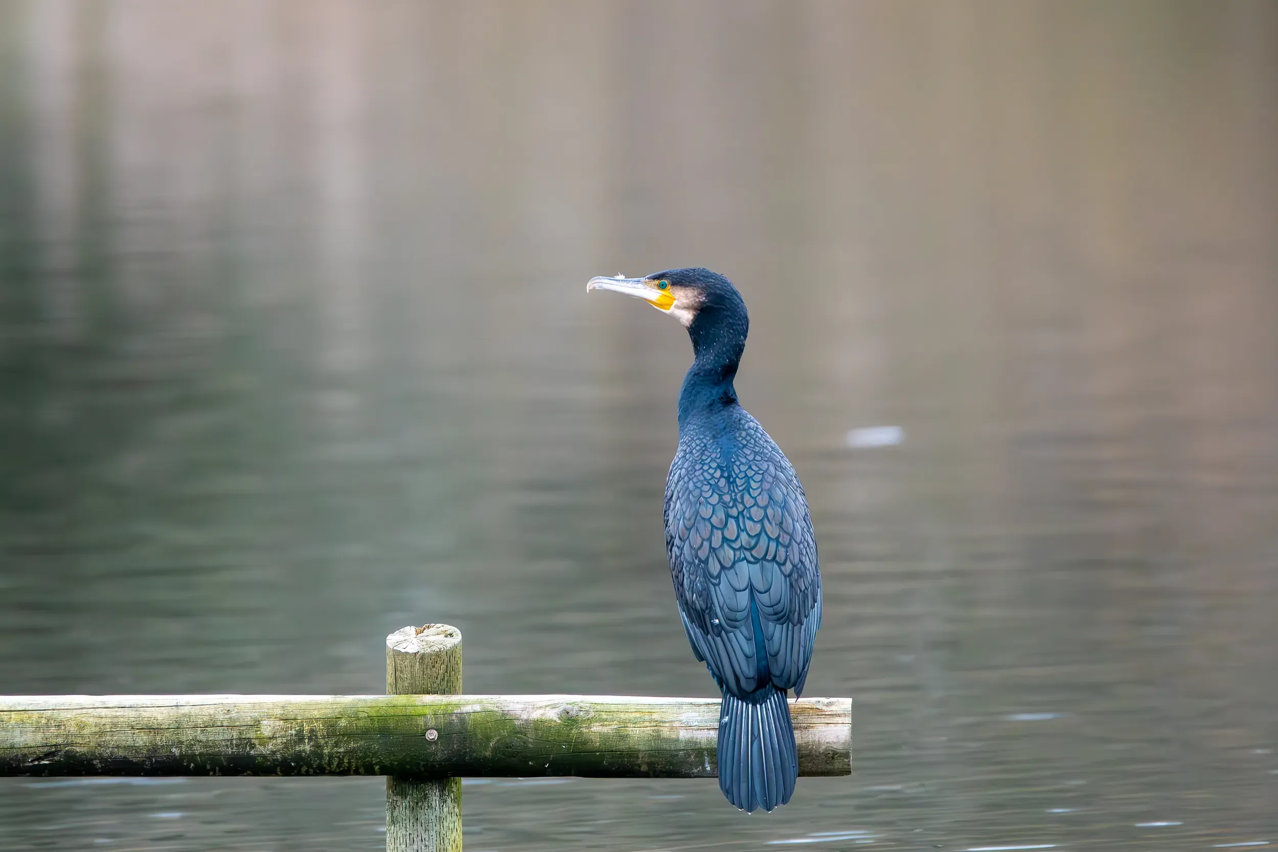 A cormorant perched on a wooden rail above still water.