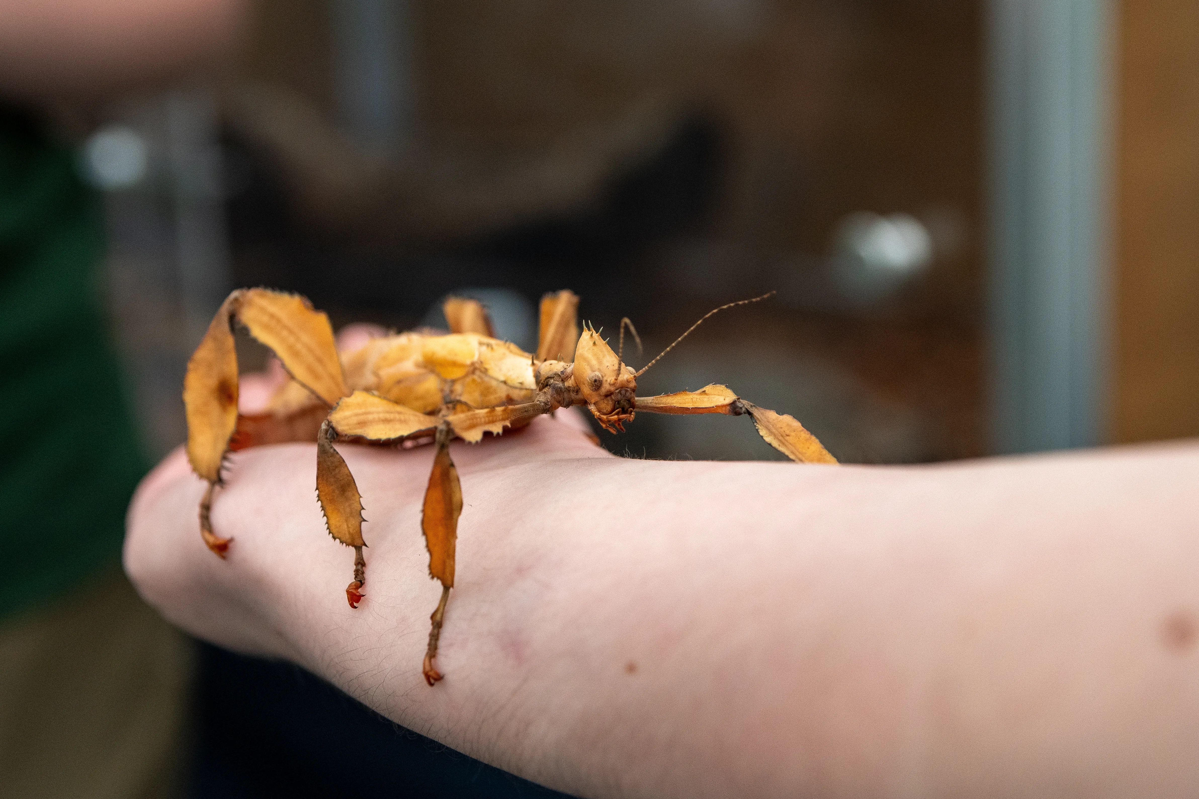 A giant stick insect perched on a visitor's forearm.