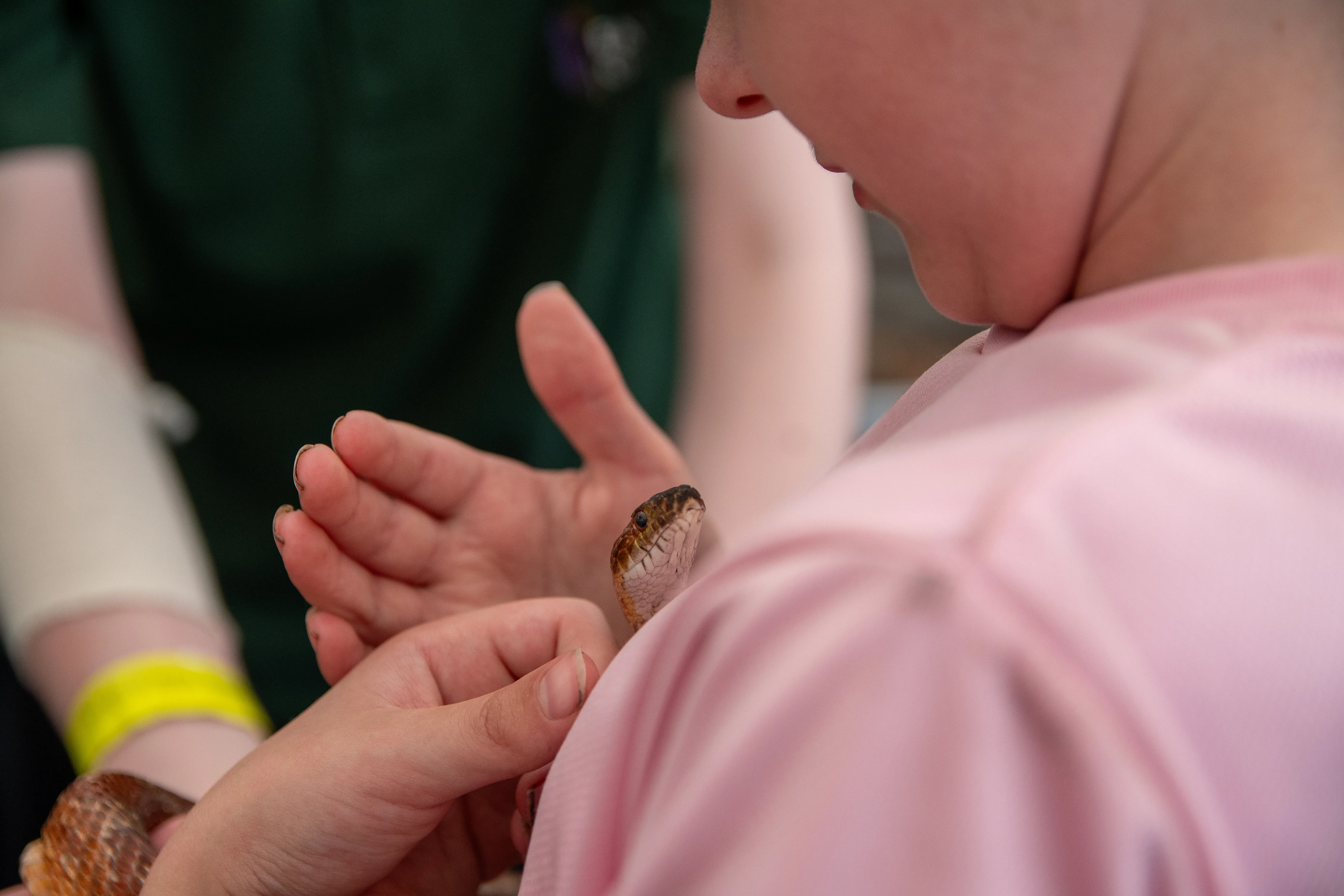 A child cupping a small beetle carefully in their hands.