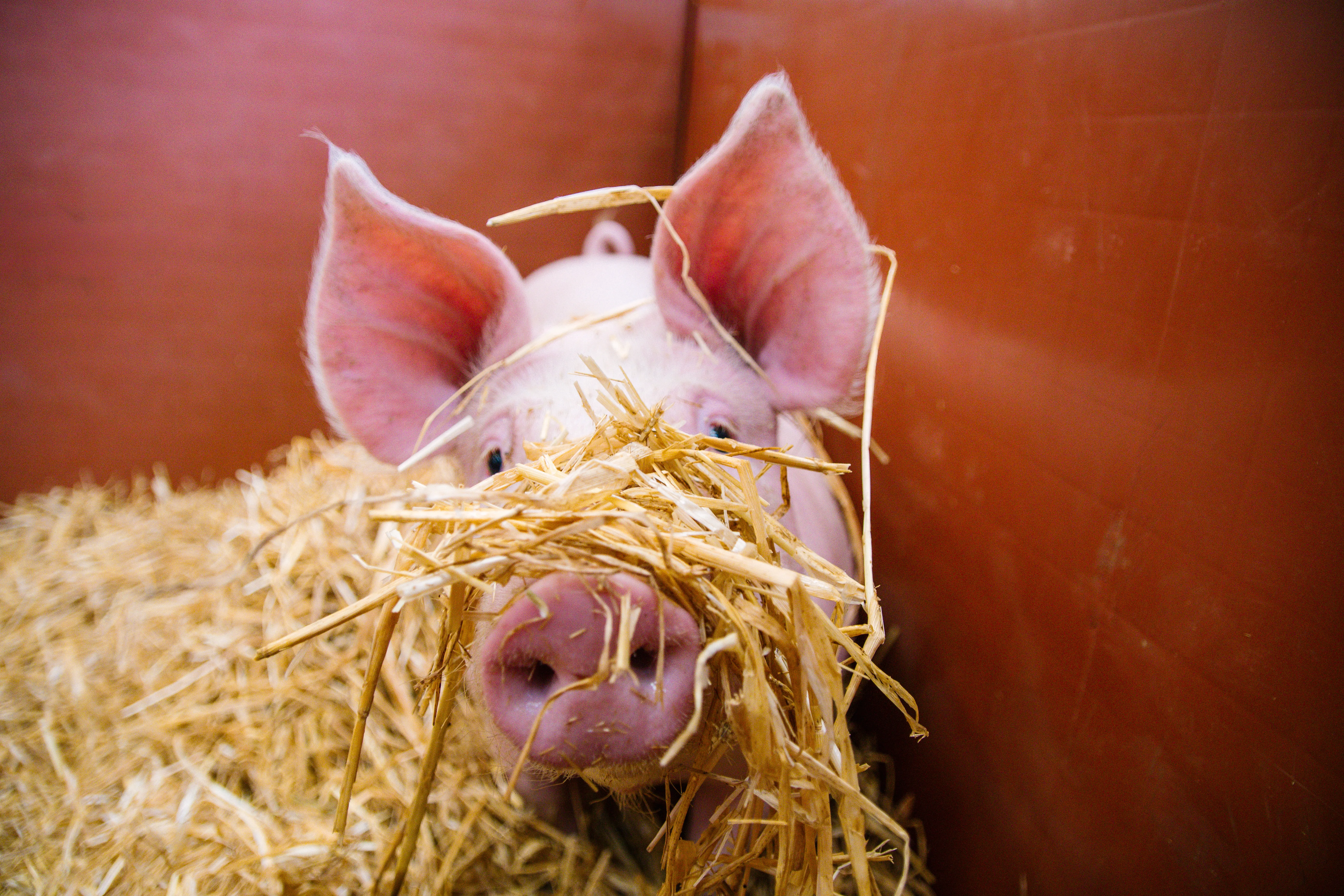 A pig nestled in straw at an agricultural show, ears forward and snout raised.