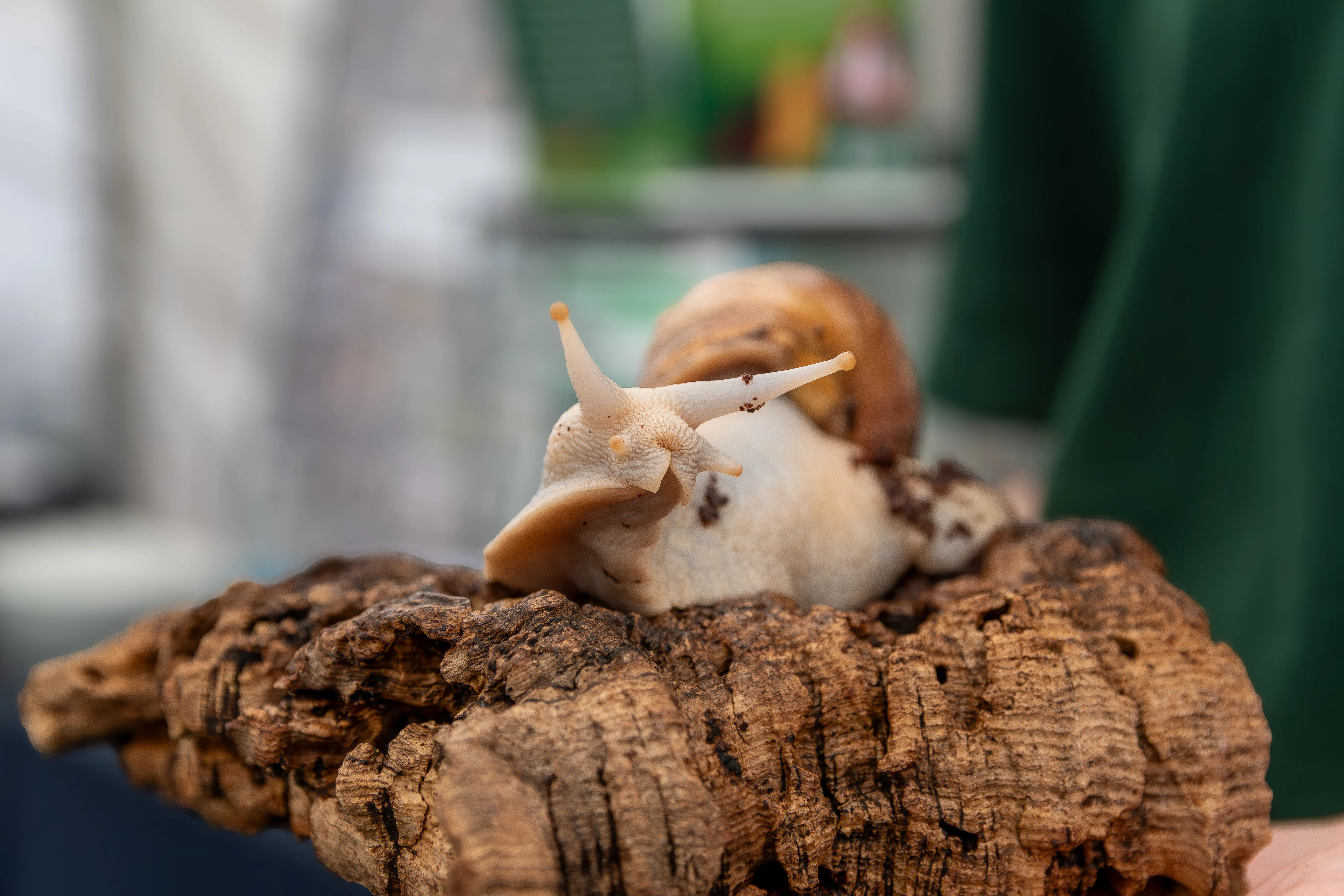 Two snails climbing over a piece of bark, antennae raised.