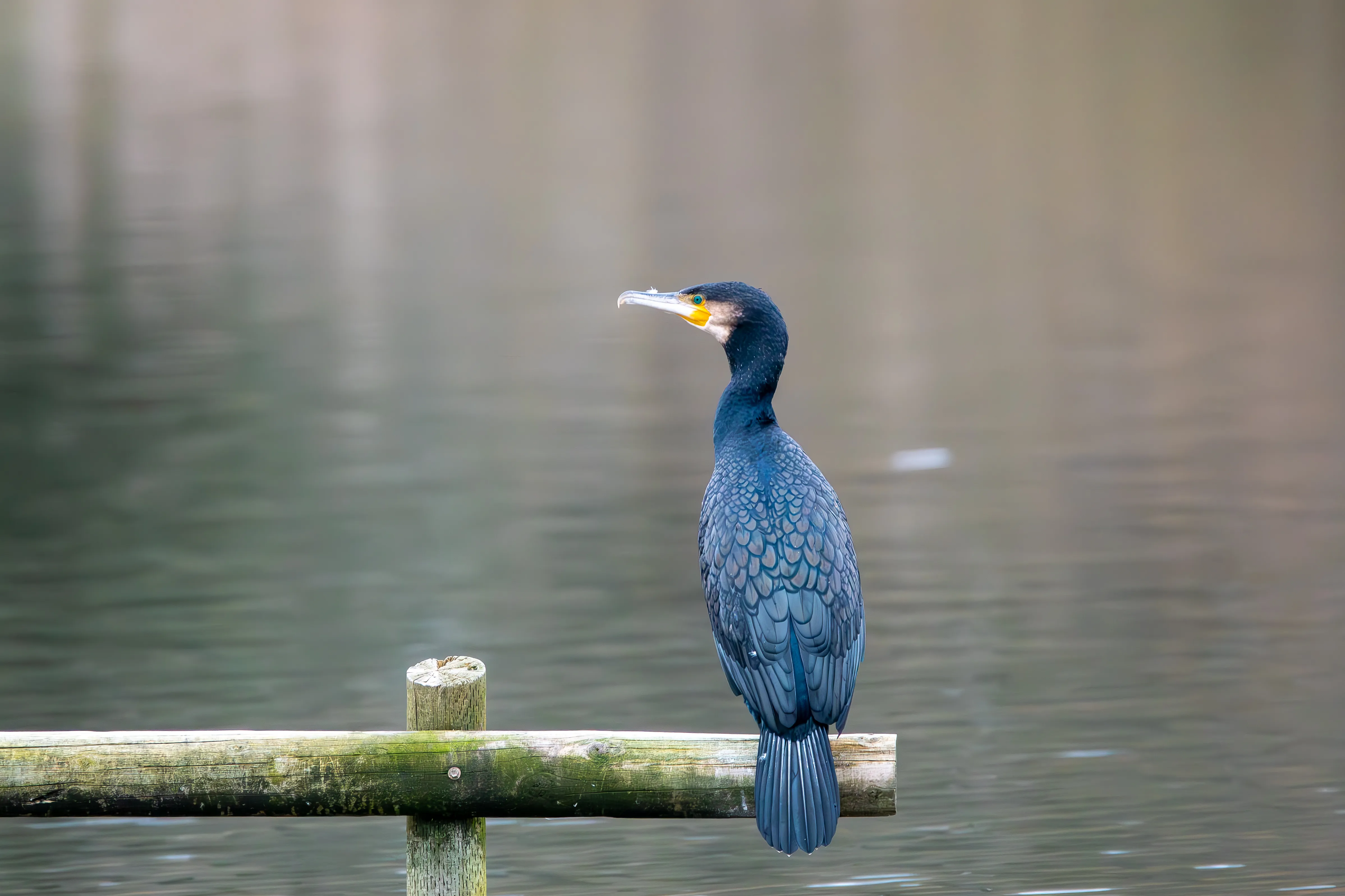 A cormorant perched on a wooden rail above still water.